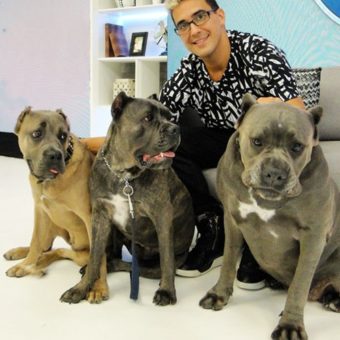 cachorros-dos-famosos-9