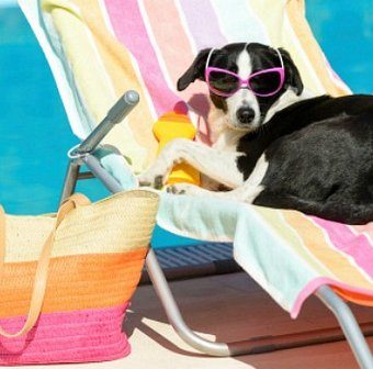 cachorros-no-verao-1